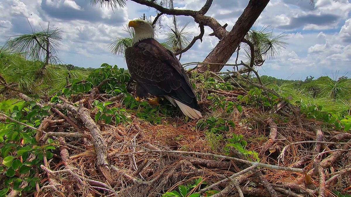 Bald eagle standing in nest in Florida