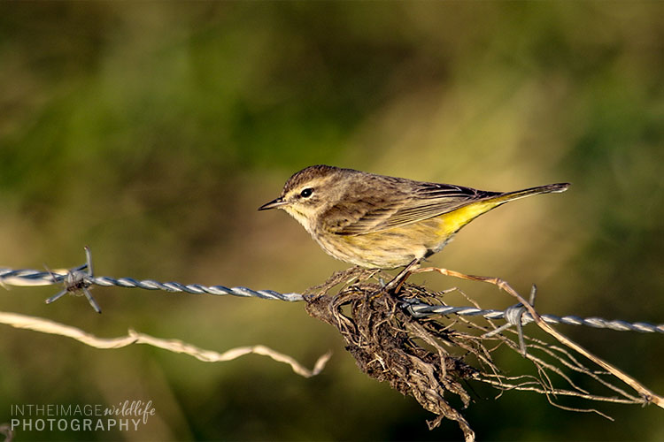 Little Bird On A Wire