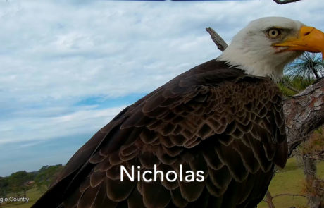 Nicholas, the original male bald eagle at Eagle Country, perching on a branch in the nest tree