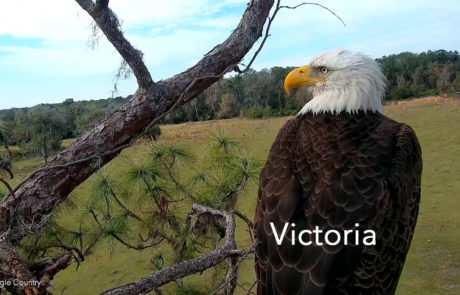 Victoria, the original female bald eagle at Eagle Country, perching on a branch in the nest tree