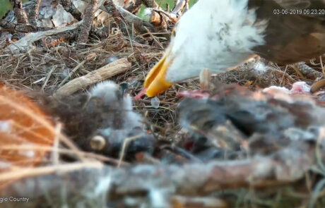 Bald eagle feeding a newly hatched eaglet in the nest