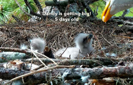 Dandy - 5 Days Old