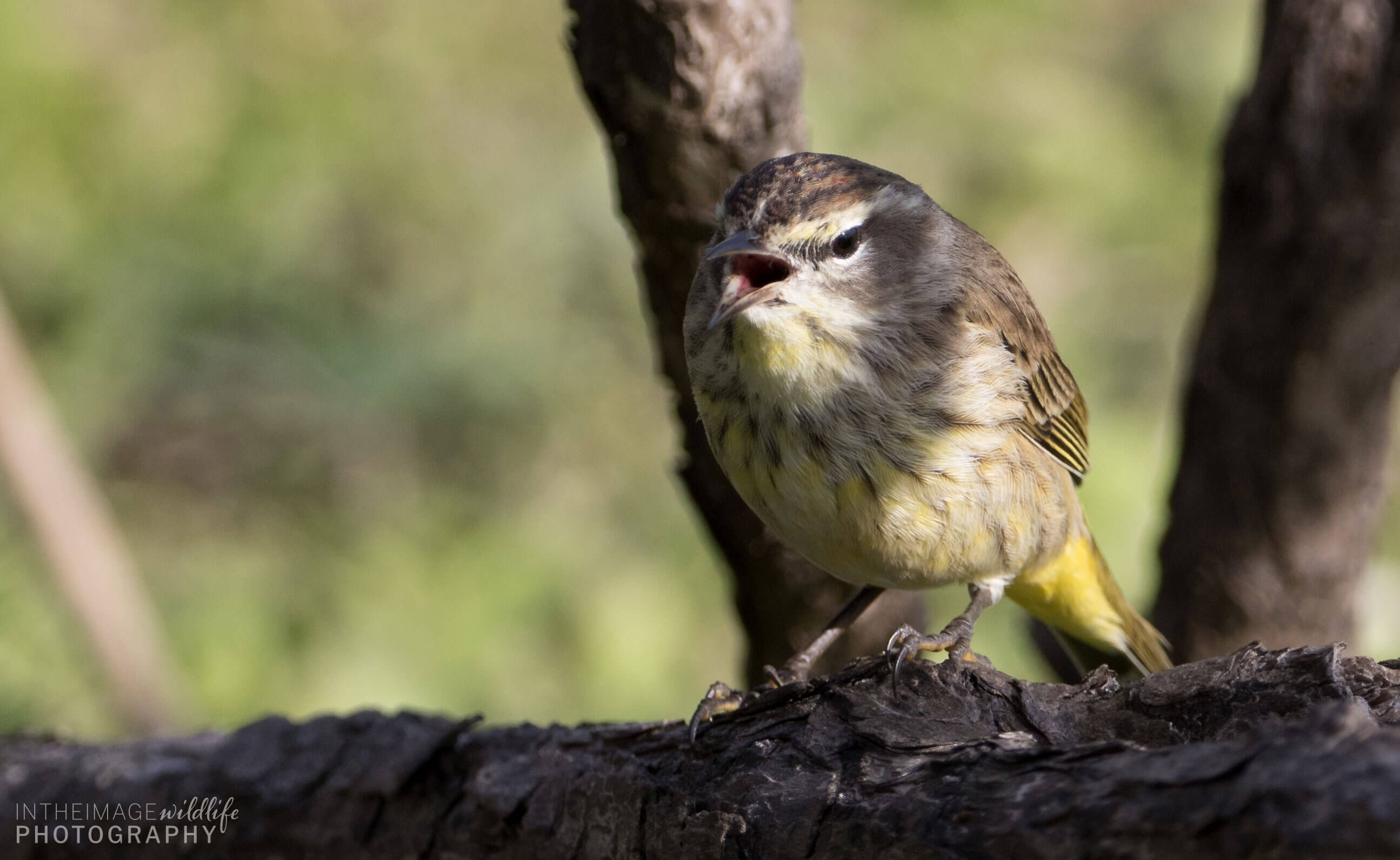 In the Image Wildlife Photography Little Bird Singing