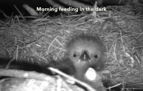 Morning Feeding In the Dark 3.10.19