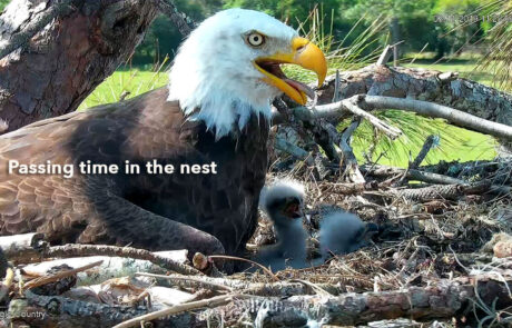 Passing time in the nest 3.11