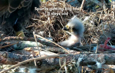 Spur - 3 days old