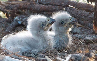 Two baby bald eagles sitting side by side in the nest at Eagle Country