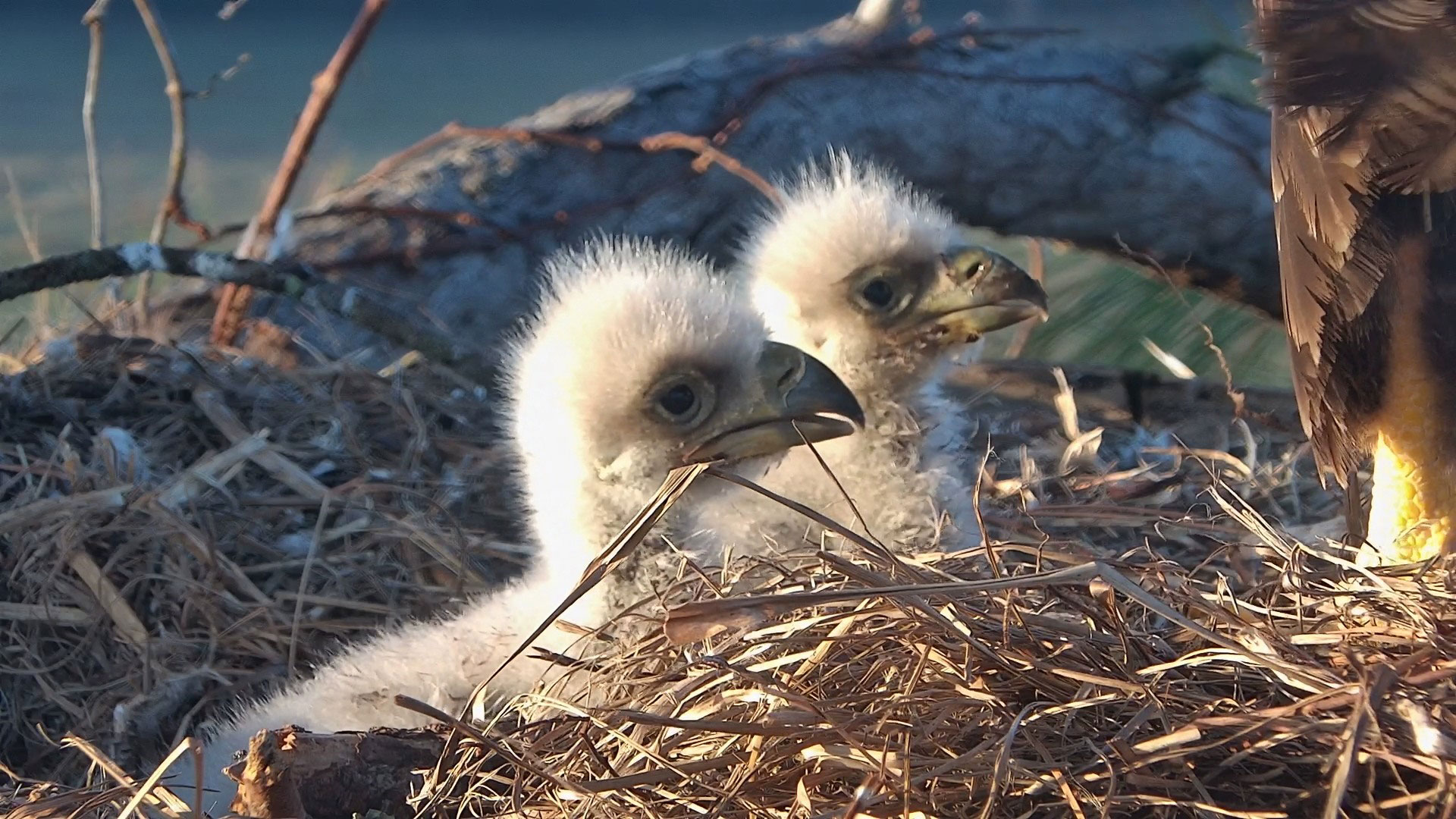 Eagle country best sale live nest cam