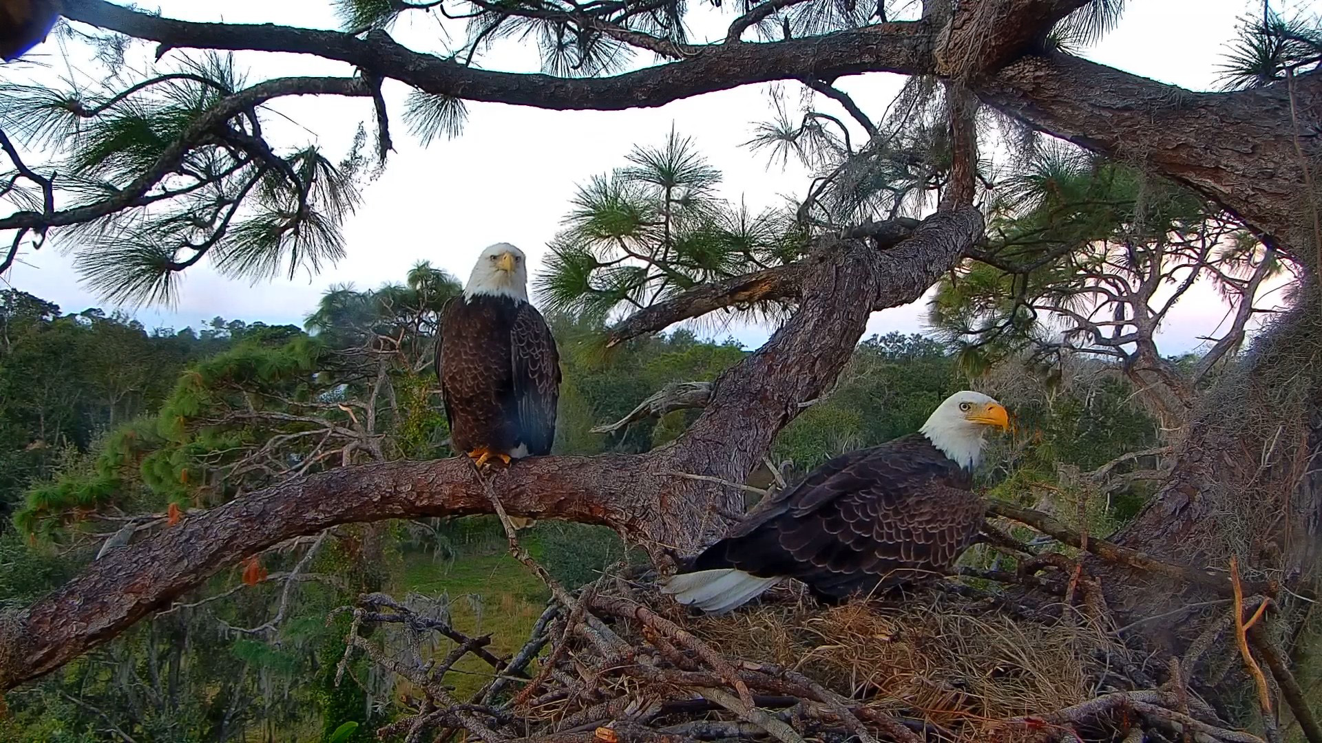 Adult bald eagles perched near the nest at Eagle Country during nesting season