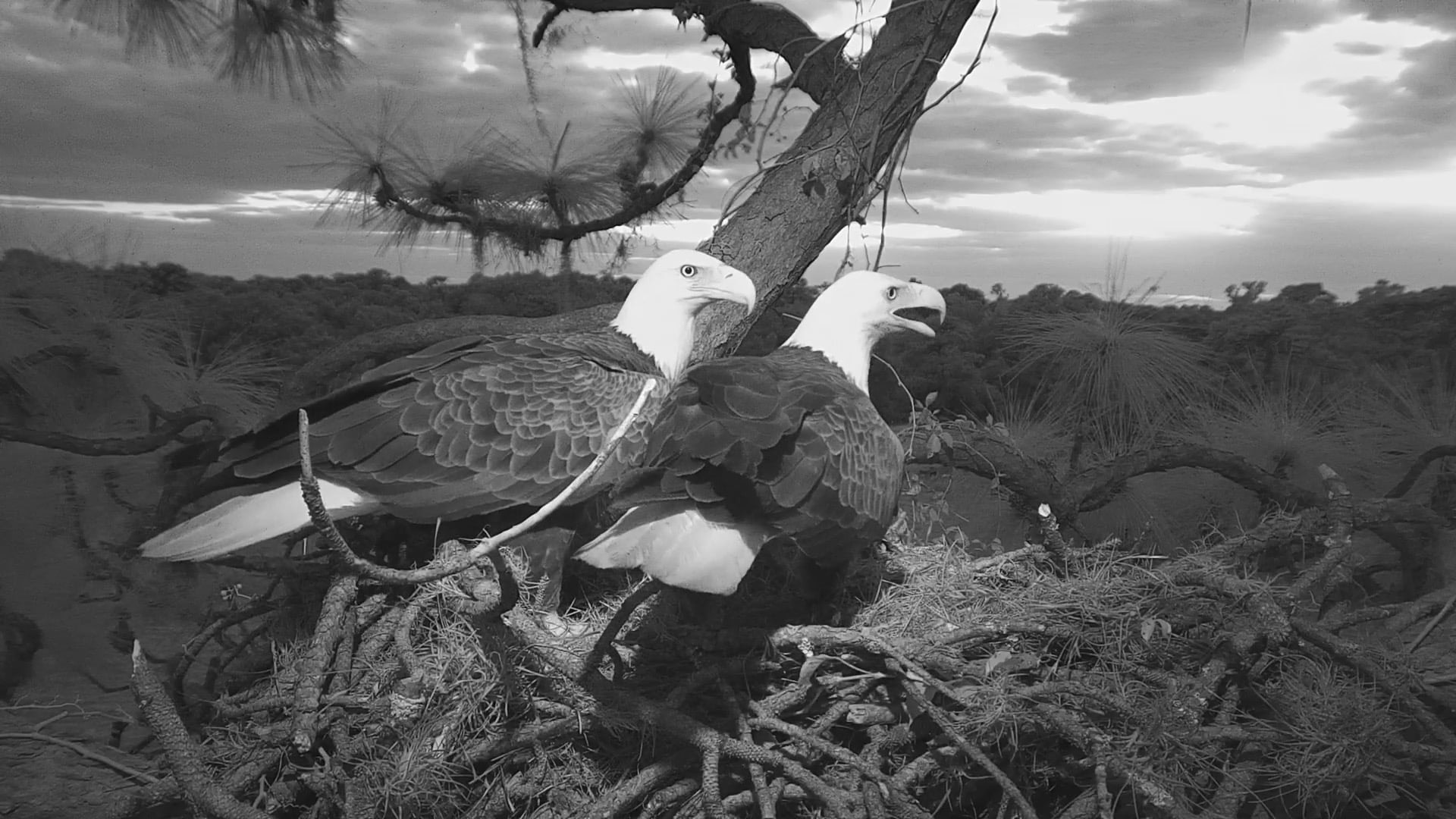 Two adult bald eagles standing together in the nest at Eagle Country during nighttime observation