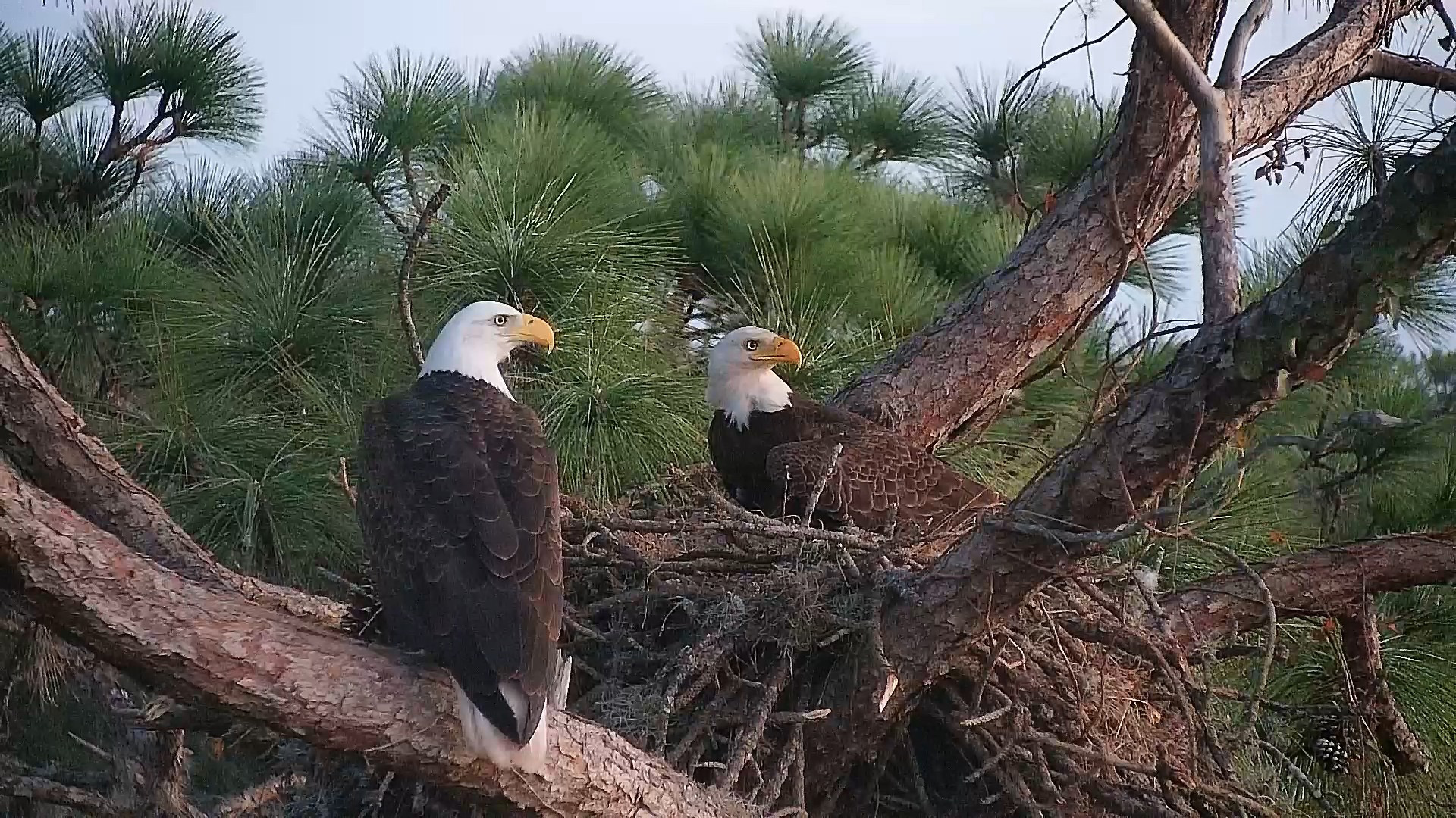 Two adult bald eagles perched at the Eagle Country nest with pine branches visible in daylight