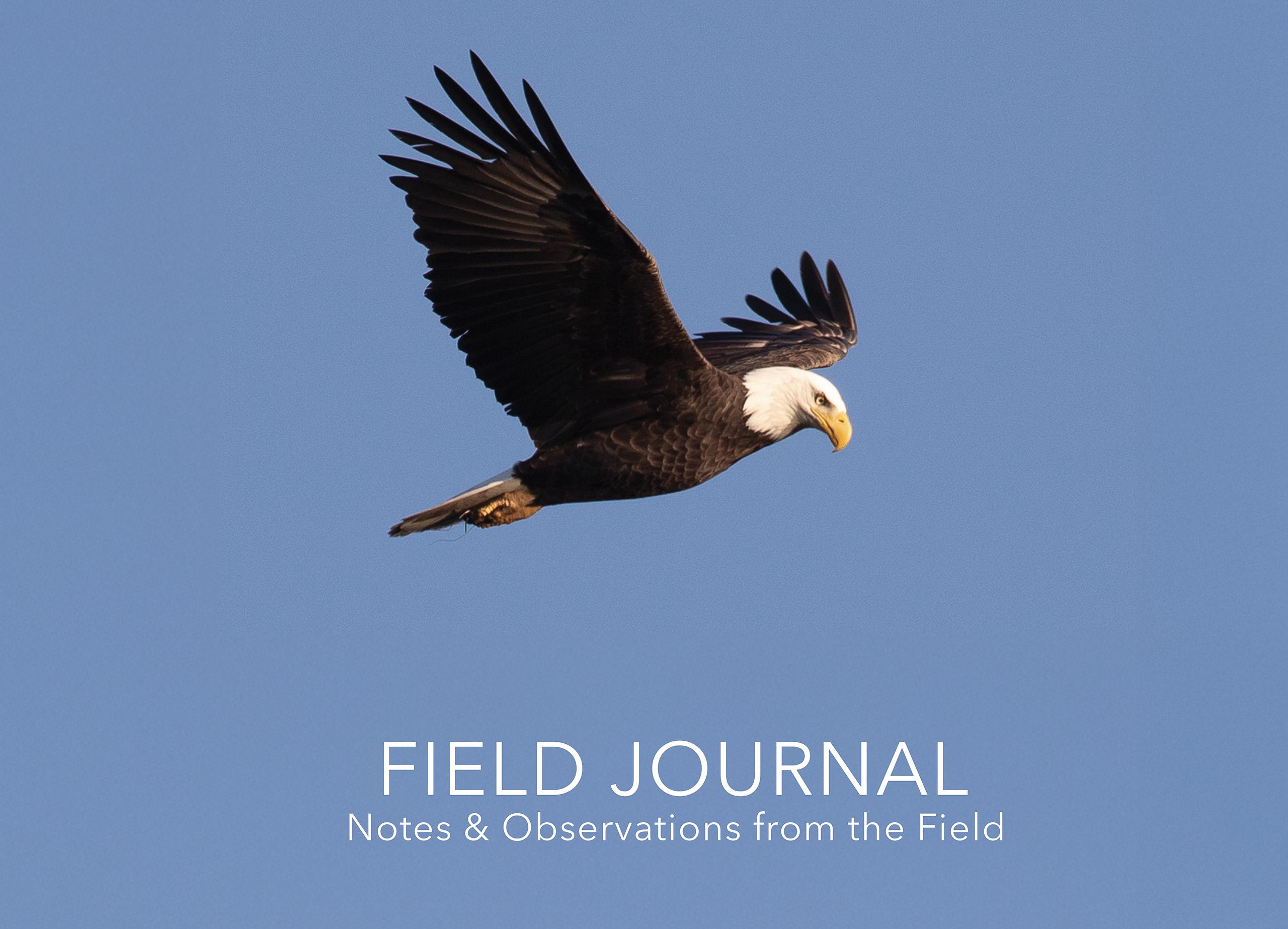 EC Field Journal Bookshelf Bald eagle in flight against a blue sky, cover of the Eagle Country Field Journal