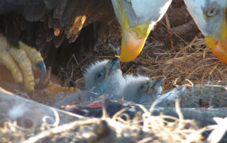 Adult bald eagles feeding two newly hatched eaglets in the nest