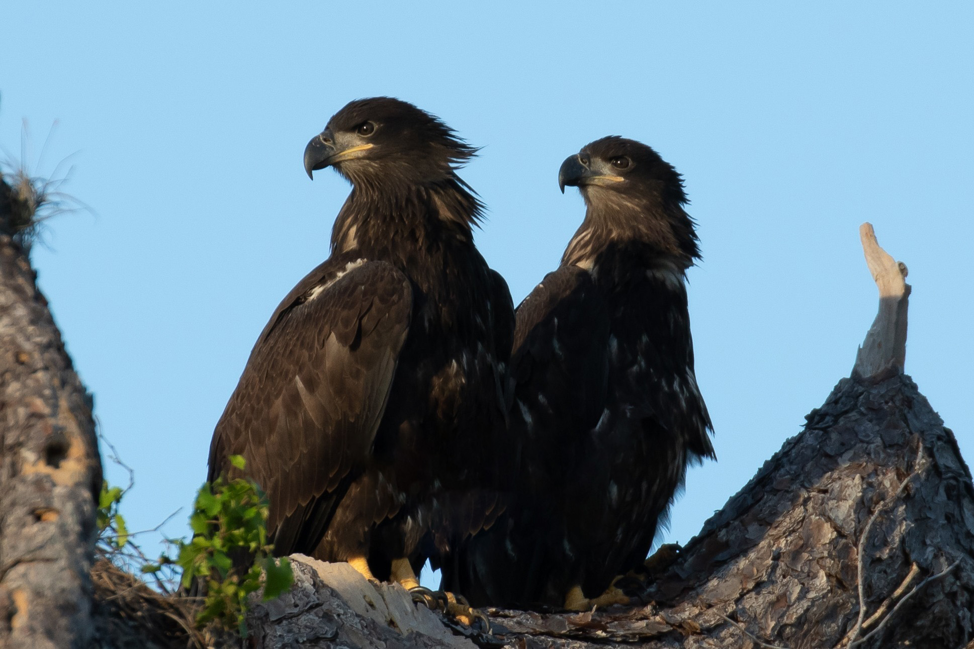 Two juvenile bald eagles standing side by side on the edge of the nest at Eagle Country