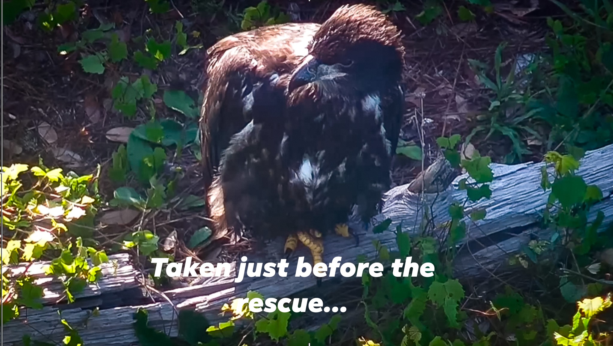 Juvenile bald eagle on the ground at Eagle Country shortly before a rescue