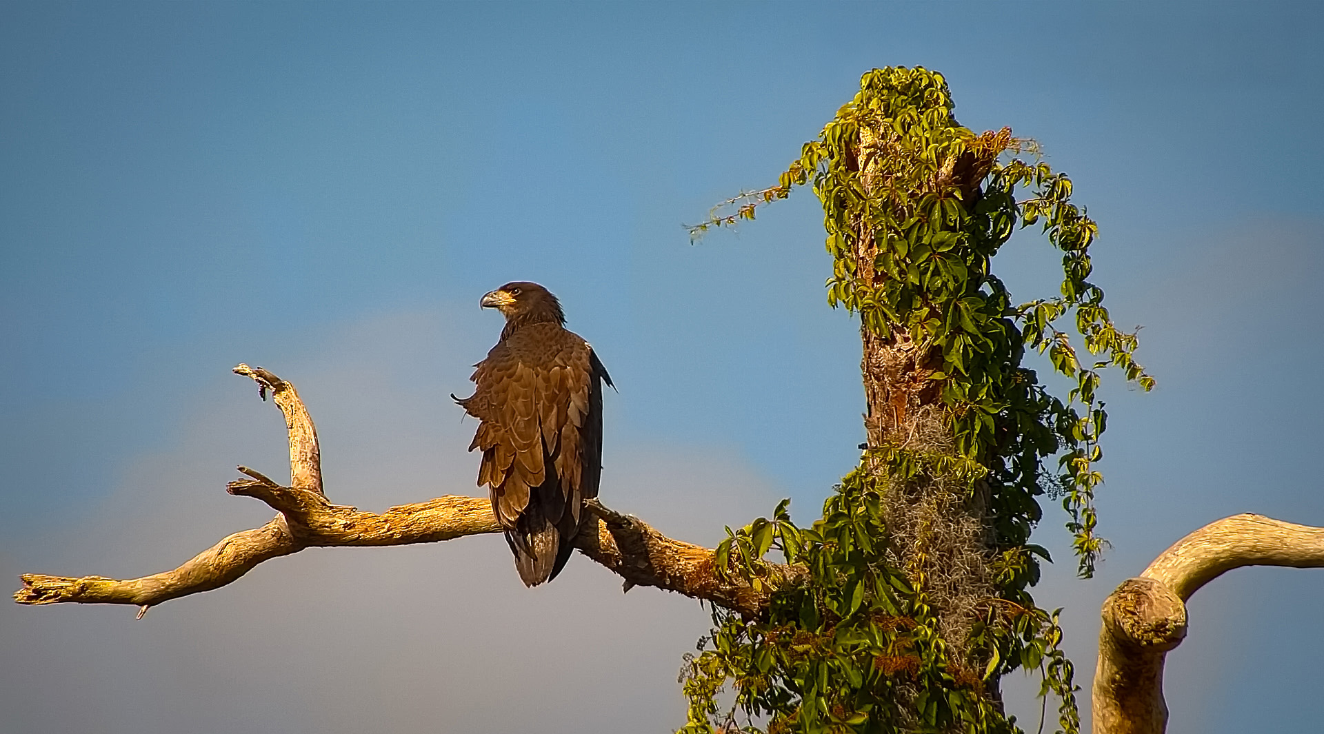 Young bald eagle perched on a branch overlooking the Eagle Country landscape