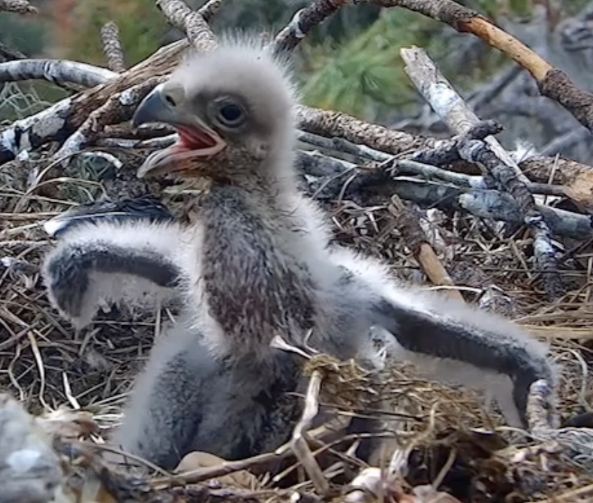 Bald eagle eaglet stretching its wings while standing in the nest at Eagle Country