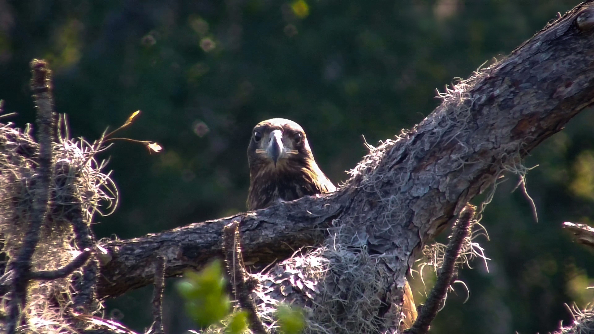 Juvenile bald eagle perching on a branch near the nest