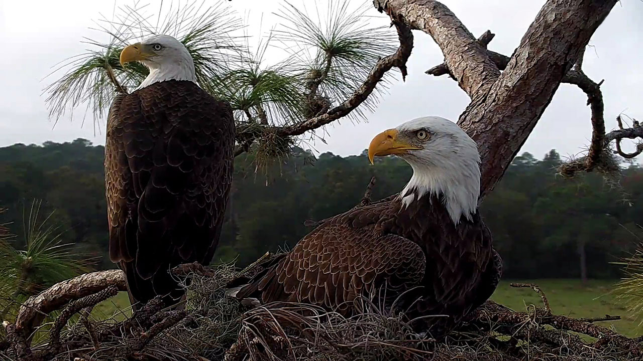 Two adult bald eagles at the nest at Eagle Country, one standing and one resting among branches